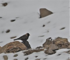Leucosticte arctoa