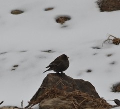 Leucosticte arctoa