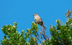 Leptasthenura aegithaloides