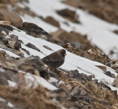 Leucosticte arctoa