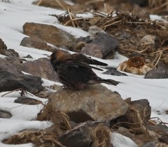 Leucosticte arctoa