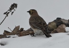 Eremophila alpestris flava