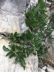 Rhamnus pumila