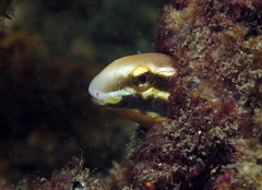 Petroscirtes breviceps