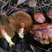 Chalciporus piperatoides - Photo (c) David Greenberger, some rights reserved (CC BY-NC-ND), uploaded by David Greenberger