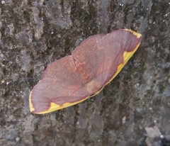 Nothomiza flavicosta