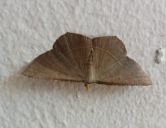 Plesiomorpha flaviceps