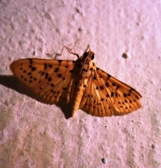 Conogethes punctiferalis