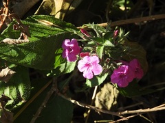 Ruellia inundata
