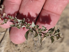 Atriplex pacifica