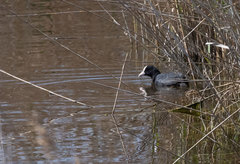 Fulica atra