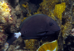 Prionurus microlepidotus