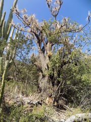 Beaucarnea
