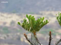 Pseudosmodingium virletii