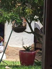 Euphonia laniirostris