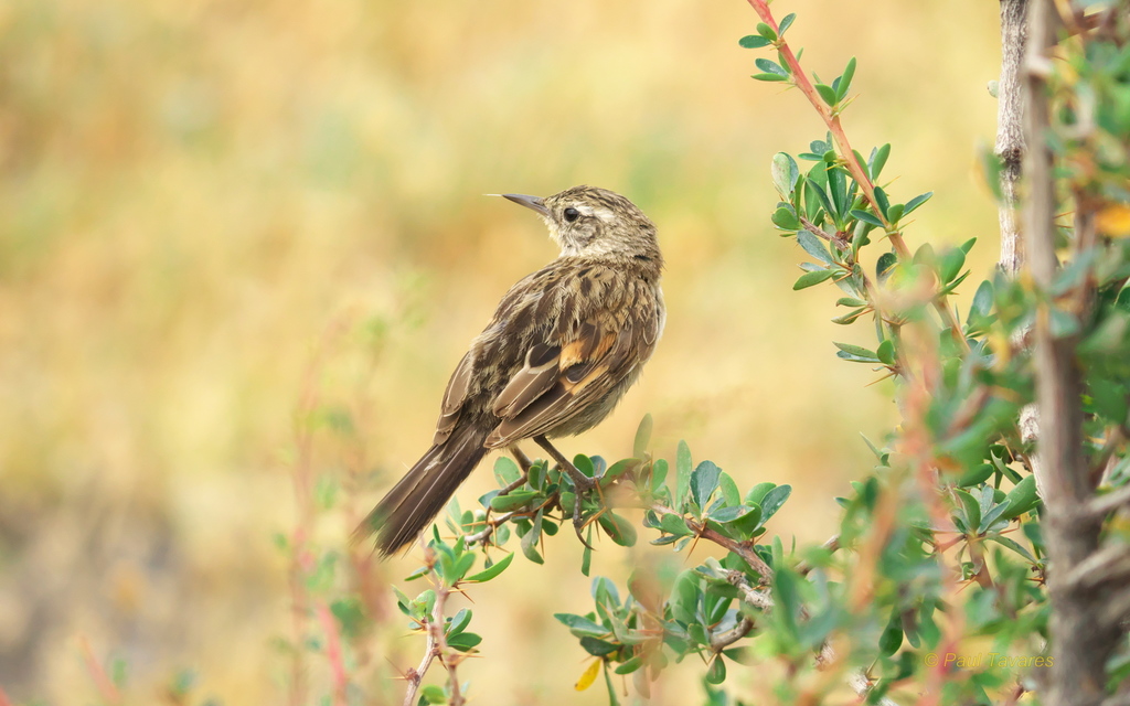 Austral Canastero (Asthenes anthoides) photo