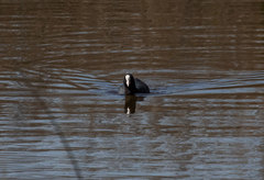 Fulica atra