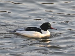 Mergus merganser