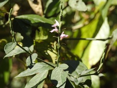 Justicia breviflora