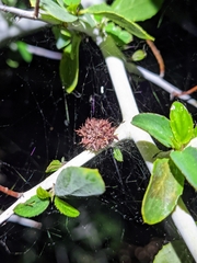 Asphondylia ceanothi