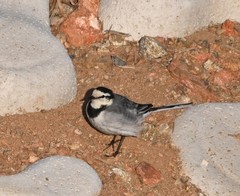 Motacilla alba