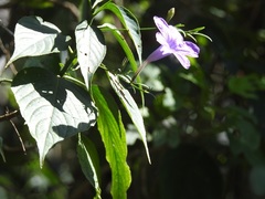 Ruellia breedlovei