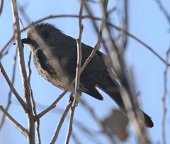 Hypsipetes amaurotis