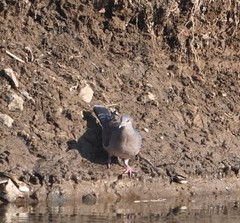 Streptopelia orientalis