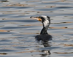 Phalacrocorax carbo