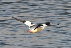 Mergus merganser