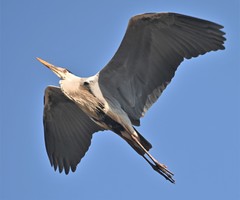 Ardea cinerea