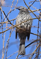 Hypsipetes amaurotis