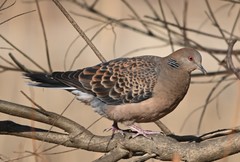 Streptopelia orientalis