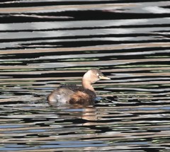 Tachybaptus ruficollis