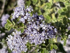 Ceanothus jepsonii