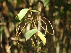 Mandevilla subsagittata
