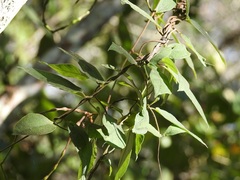 Mandevilla subsagittata