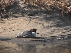 Mergus merganser