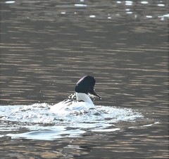 Mergus merganser