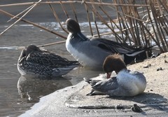 Mergus merganser