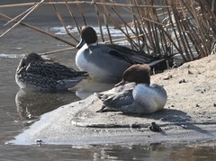 Mergus merganser