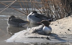 Mergus merganser