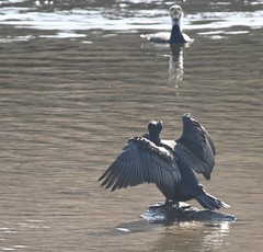 Phalacrocorax carbo