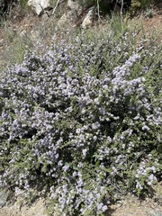 Ceanothus jepsonii