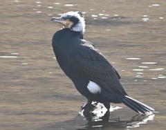 Phalacrocorax carbo
