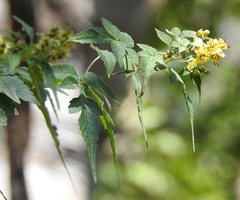 Bidens reptans