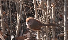 Sinosuthora webbiana