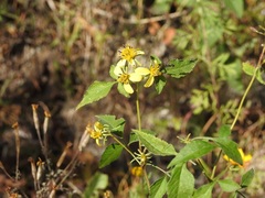Bidens reptans