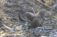 Sinosuthora webbiana