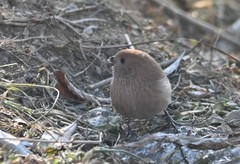 Sinosuthora webbiana